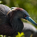 Tri-Colored Heron Photograph by Christopher Holmes Tri-Colored Heron Photograph by Christopher Holmes