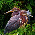 Tricolored Siblings by Christopher Holmes Tricolored Siblings by Christopher Holmes