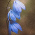 Trio of Spring Flowers Photograph by Scott Norris Trio of Spring Flowers Photograph by Scott Norris