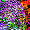 Tropical Fish Discus In Abstract 20170325v3 by Wingsdomain Art and Photography Tropical Fish Discus In Abstract 20170325v3 by Wingsdomain Art and Photography