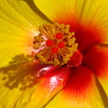 Tropical Treat by Marla McFall Tropical Treat by Marla McFall