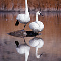 Trumpeter Swans Yellowstone Photograph by Michael Quinton Trumpeter Swans Yellowstone Photograph by Michael Quinton