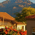 Tucson Beauty by Nadine Rippelmeyer Tucson Beauty by Nadine Rippelmeyer