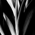 Tulip Abstract Photograph by Mike Eingle Tulip Abstract Photograph by Mike Eingle