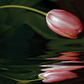 Tulip Reflections Photograph by Elaine Teague Tulip Reflections Photograph by Elaine Teague