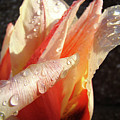Tulips Artwork Flowers Floral Art Prints Spring Peach Tulip Flower Macro by Baslee Troutman Tulips Artwork Flowers Floral Art Prints Spring Peach Tulip Flower Macro by Baslee Troutman
