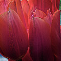 Tulips by Charles Muhle Tulips by Charles Muhle