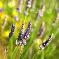 Tuscan Lavendar by Nadine Rippelmeyer Tuscan Lavendar by Nadine Rippelmeyer