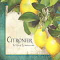 Tuscan Lemon Tree - Citronier Citrus Limonum Vintage Style Painting by Audrey Jeanne Roberts Tuscan Lemon Tree - Citronier Citrus Limonum Vintage Style Painting by Audrey Jeanne Roberts