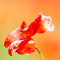 Tuscan Poppy by Nadine Rippelmeyer Tuscan Poppy by Nadine Rippelmeyer