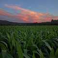 Twilight cornfield Photograph by Jerry LoFaro Twilight cornfield Photograph by Jerry LoFaro