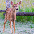 Twilight Fawn #2 Photograph by Mindy Musick King Twilight Fawn #2 Photograph by Mindy Musick King