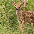 Twilight Fawn #3 Photograph by Mindy Musick King Twilight Fawn #3 Photograph by Mindy Musick King