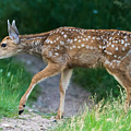Twilight Fawn #4 Photograph by Mindy Musick King Twilight Fawn #4 Photograph by Mindy Musick King