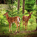 Twin Fawns Print Photograph by Gwen Gibson Twin Fawns Print Photograph by Gwen Gibson