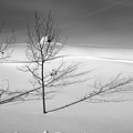 Twins by Skip Hunt Twins by Skip Hunt