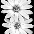 Two Flowers Photograph by Az Jackson Two Flowers Photograph by Az Jackson