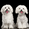 Two Happy White Maltese Dogs Sitting, Looking in Camera isolated Photograph by Sergey Taran Two Happy White Maltese Dogs Sitting, Looking in Camera isolated Photograph by Sergey Taran