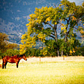 Two Horses by Marilyn Hunt Two Horses by Marilyn Hunt
