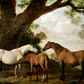Two Mares and a Foal Painting by George Stubbs Two Mares and a Foal Painting by George Stubbs