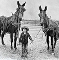 Two Mules for Daddy by Daniel Adams