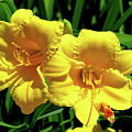 Two of a Kind Photograph by Linda Stern Two of a Kind Photograph by Linda Stern