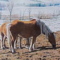 Two Ponies In The Snow by Constance Drescher Two Ponies In The Snow by Constance Drescher