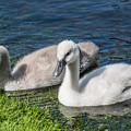 Two young cygnets of mute swan swimming in a lake Photograph by Amanda Mohler Two young cygnets of mute swan swimming in a lake Photograph by Amanda Mohler