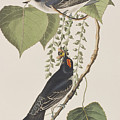 Tyrant Fly Catcher by John James Audubon Tyrant Fly Catcher by John James Audubon