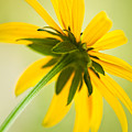 Under a Black-eyed Susan Photograph by Onyonet Photo Studios Under a Black-eyed Susan Photograph by Onyonet Photo Studios