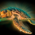 Undersea Turtle Photograph by Debra and Dave Vanderlaan Undersea Turtle Photograph by Debra and Dave Vanderlaan