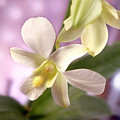 Unique White Orchid Photograph by Mike McGlothlen Unique White Orchid Photograph by Mike McGlothlen