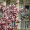 United States Capitol - Magnolia Tree Photograph by Marianna Mills United States Capitol - Magnolia Tree Photograph by Marianna Mills