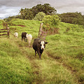 Upcountry Ranch Photograph by Susan Rissi Tregoning Upcountry Ranch Photograph by Susan Rissi Tregoning