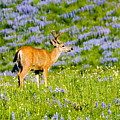 Velvet On Lupine by Mike Dawson Velvet On Lupine by Mike Dawson