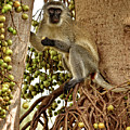 Vervet Monkey Photograph by Mitchell R Grosky Vervet Monkey Photograph by Mitchell R Grosky
