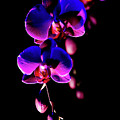 Vibrant Orchids Photograph by Ann Bridges Vibrant Orchids Photograph by Ann Bridges