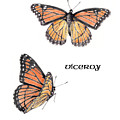 Viceroy Butterfly by Betsy Gray