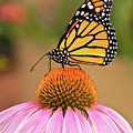 Monarch Butterfly on a Purple Coneflower Photograph by Jeff Goulden Monarch Butterfly on a Purple Coneflower Photograph by Jeff Goulden