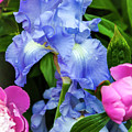 Victoria Falls Iris Photograph by Mark Mille Victoria Falls Iris Photograph by Mark Mille