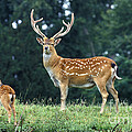 Vietnamese Sika Deer Photograph by Gerard Lacz Vietnamese Sika Deer Photograph by Gerard Lacz
