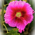 Vigenetted Hollyhock by Robert Bales Vigenetted Hollyhock by Robert Bales