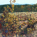Vineyard Lucchesi by Randy Sprout Vineyard Lucchesi by Randy Sprout