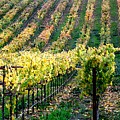 Vineyards in Healdsburg Photograph by Charlene Mitchell Vineyards in Healdsburg Photograph by Charlene Mitchell