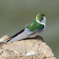 Violet-green Swallow by Mike Dawson Violet-green Swallow by Mike Dawson