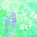 Violet Lupine Lane Photograph by Anastasy Yarmolovich Violet Lupine Lane Photograph by Anastasy Yarmolovich