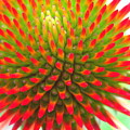Vivid by Marla McFall Vivid by Marla McFall