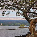 Volcano Through the Tree Photograph by Jennifer Robin Volcano Through the Tree Photograph by Jennifer Robin