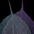 Vulnerability by Maggie Terlecki Vulnerability by Maggie Terlecki