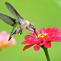 Hummingbird Waiting in the Wings Photograph by Christina Rollo Hummingbird Waiting in the Wings Photograph by Christina Rollo